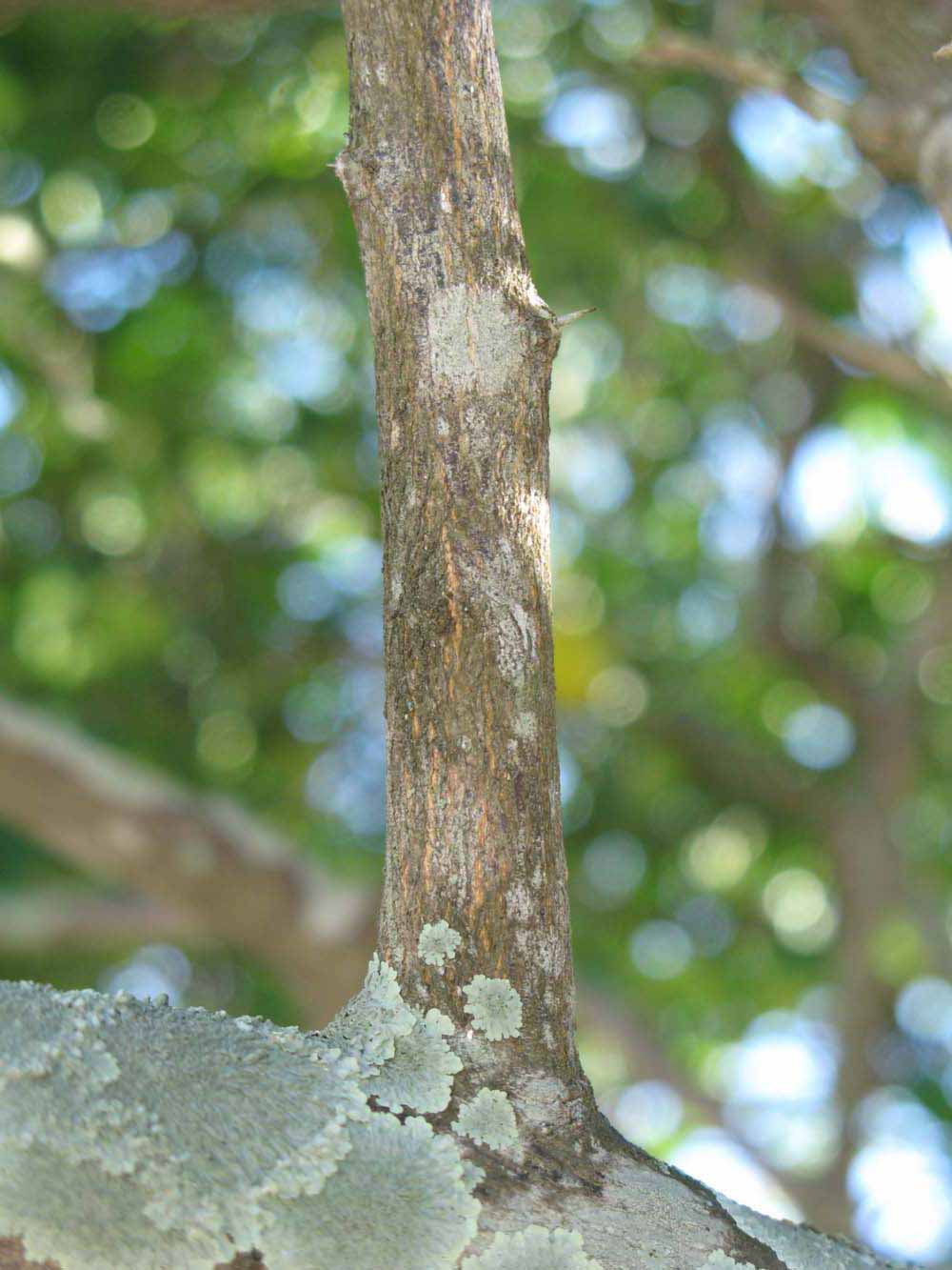              Second - third year twig (Winter Haven, FL)       